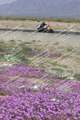 media/Feb-04-2023-SoCal Trackdays (Sat) [[8a776bf2c3]]/Turn 15 Inside Blooming (1050am)/